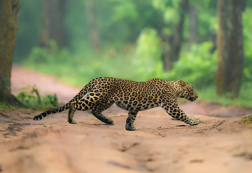 Leopard | Indian Wildlife | Ameliya Safaris